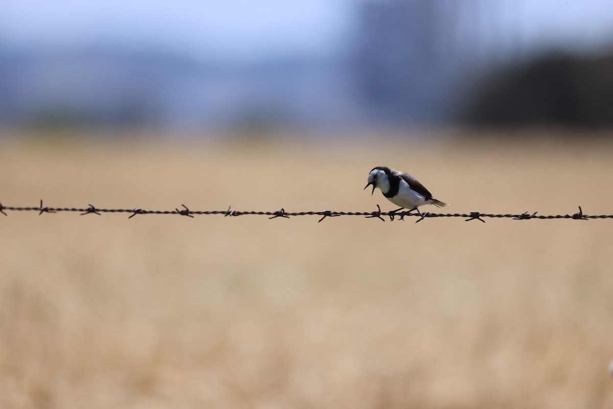White-fronted Chat - ML647016823