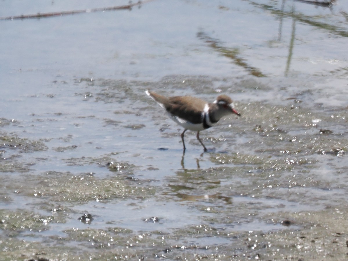 Three-banded Plover - ML647016826
