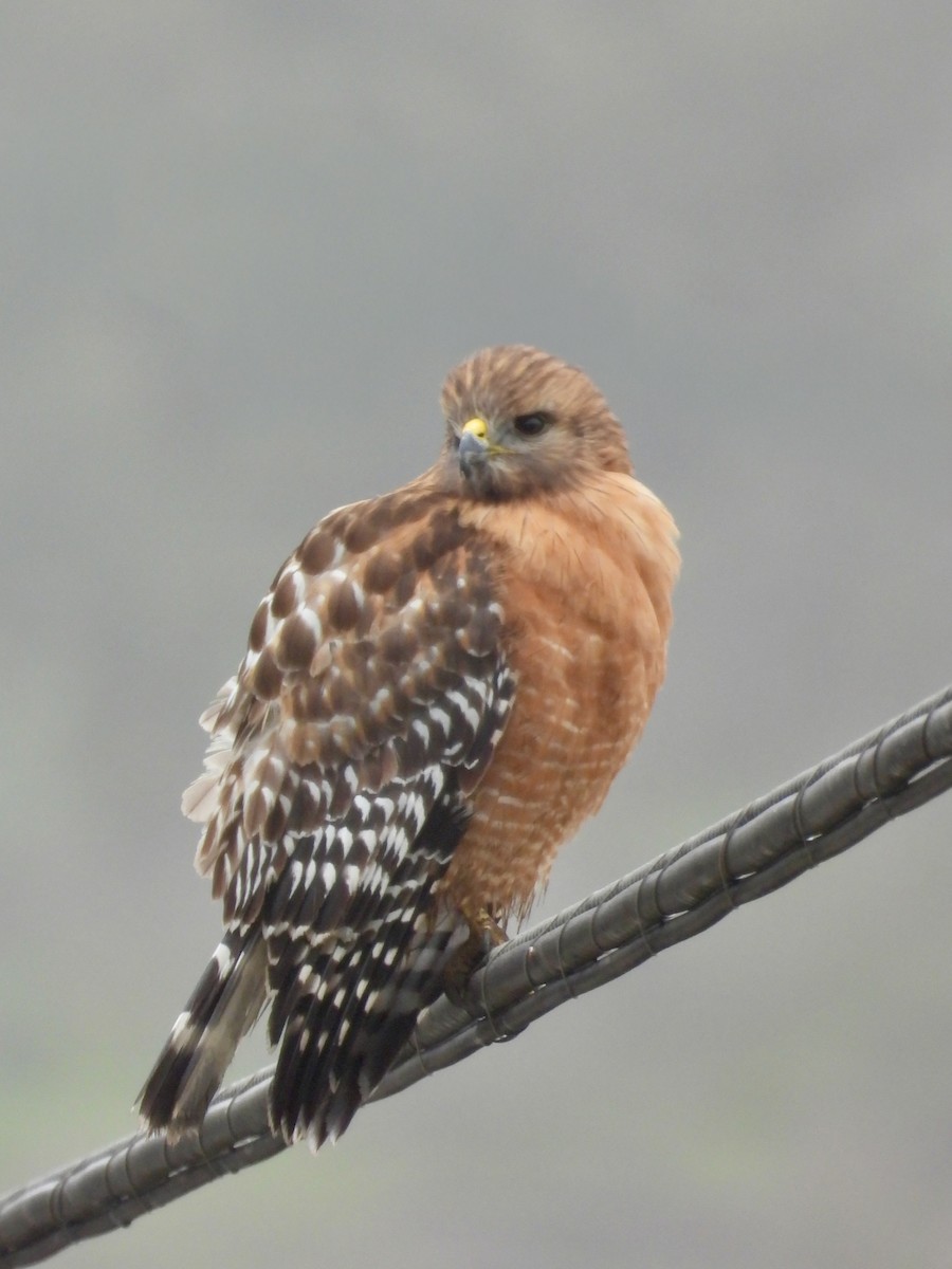 Busardo Pechirrojo - ML647016834