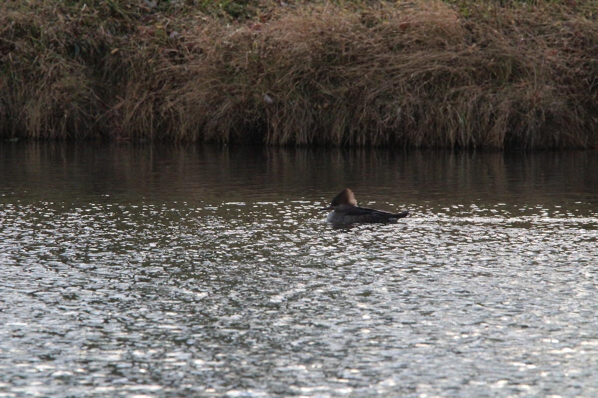 Hooded Merganser - ML647016835