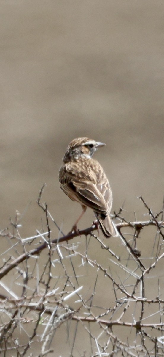 Savannenlerche (Fuchslerche) - ML647016838