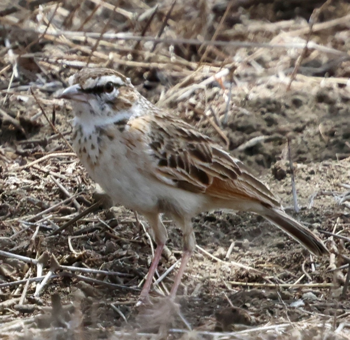 Savannenlerche (Fuchslerche) - ML647016841