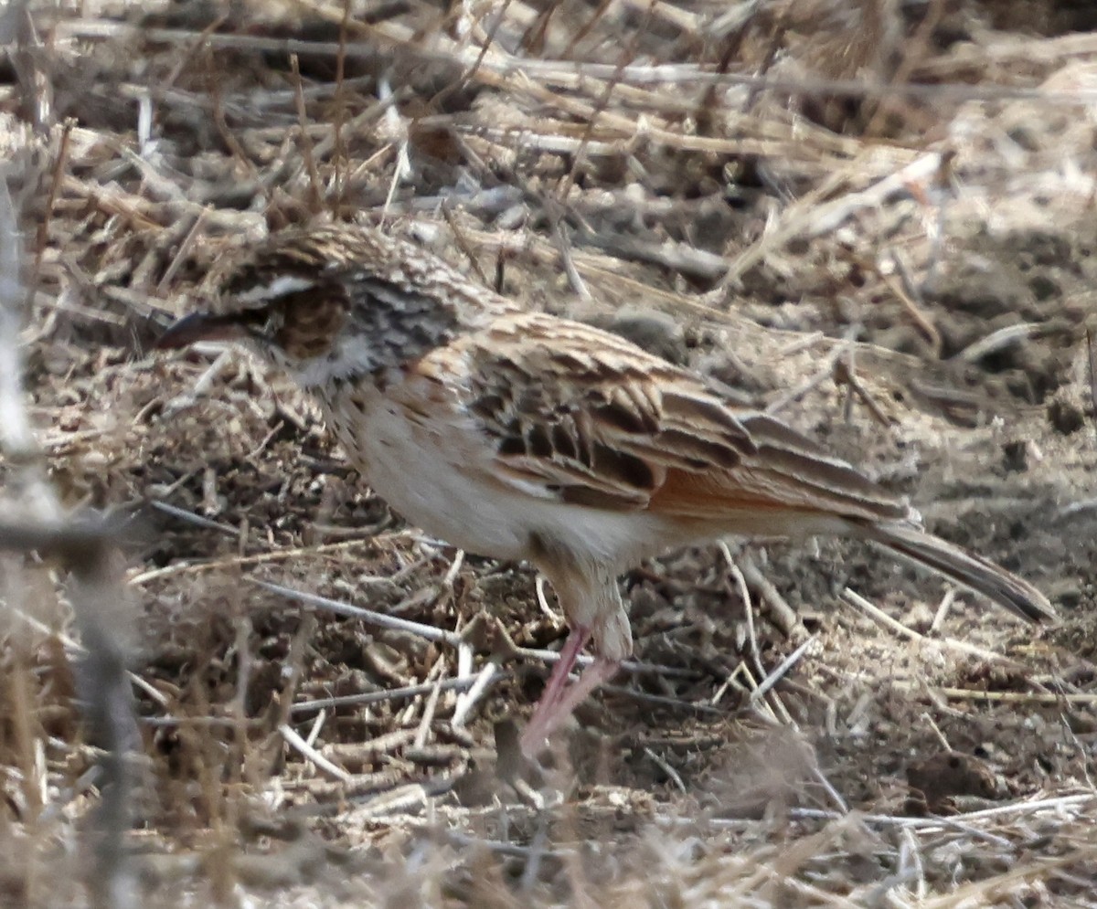 Savannenlerche (Fuchslerche) - ML647016842