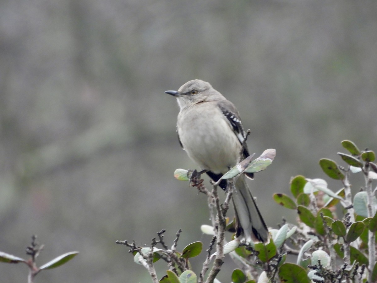 Sinsonte Norteño - ML647016846