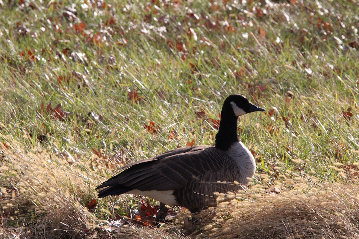 Barnacla Canadiense Grande - ML647016852