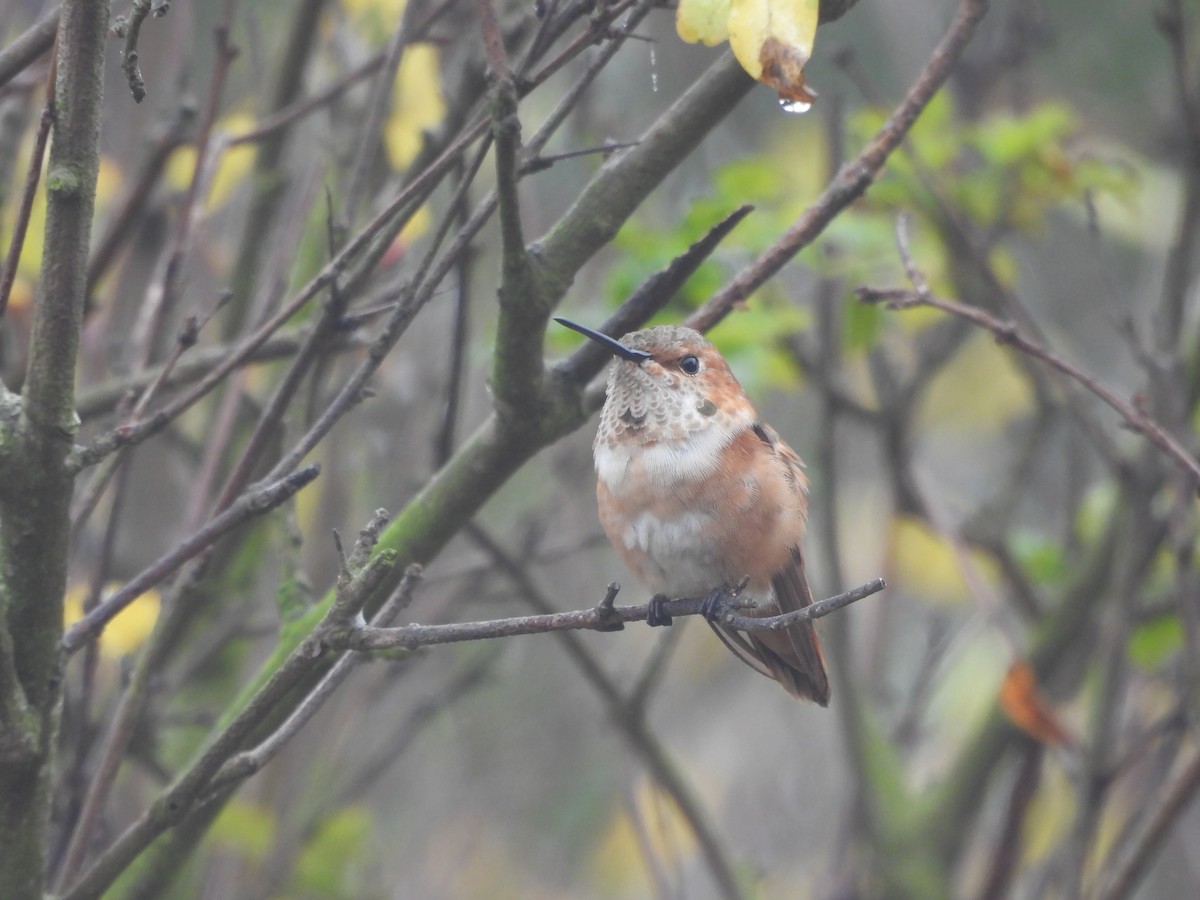 Colibrí de Allen - ML647016880