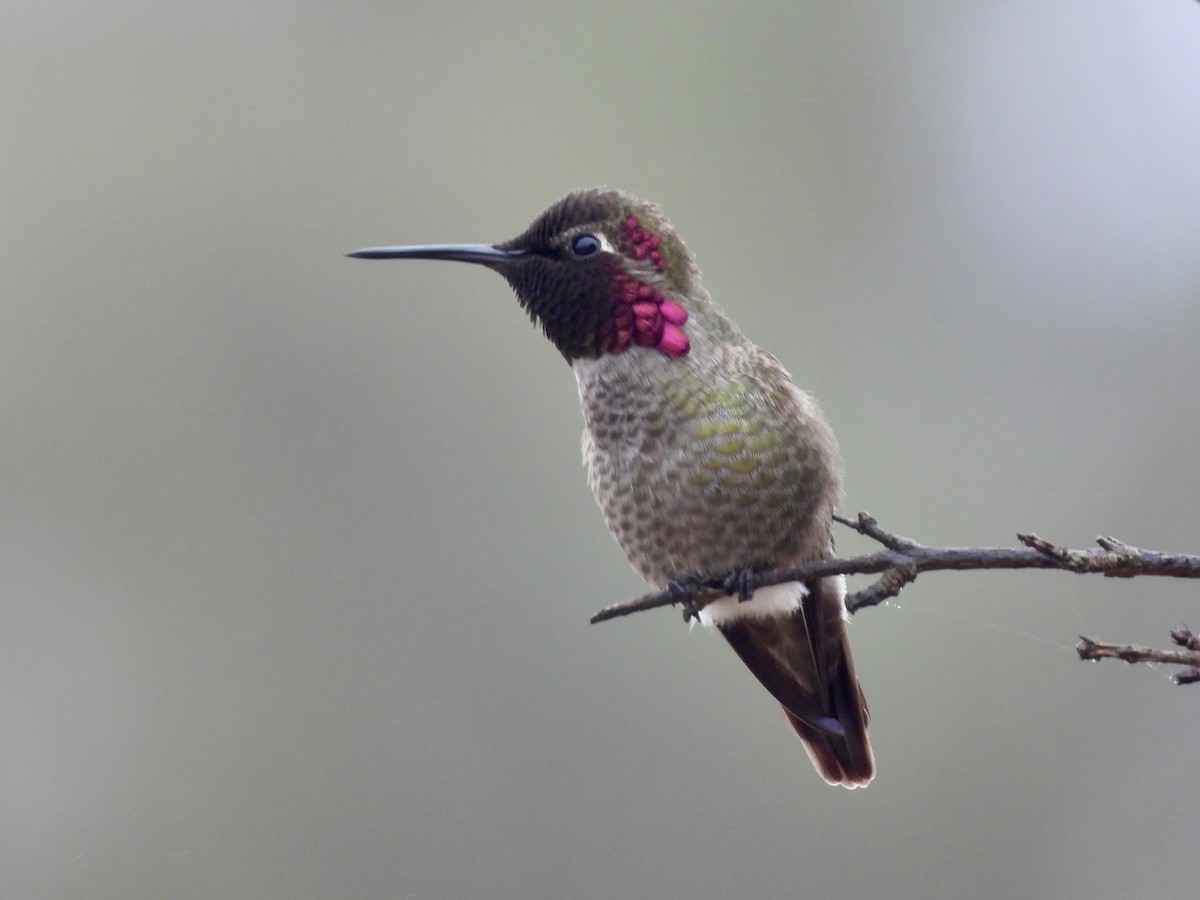 Colibrí de Anna - ML647016888