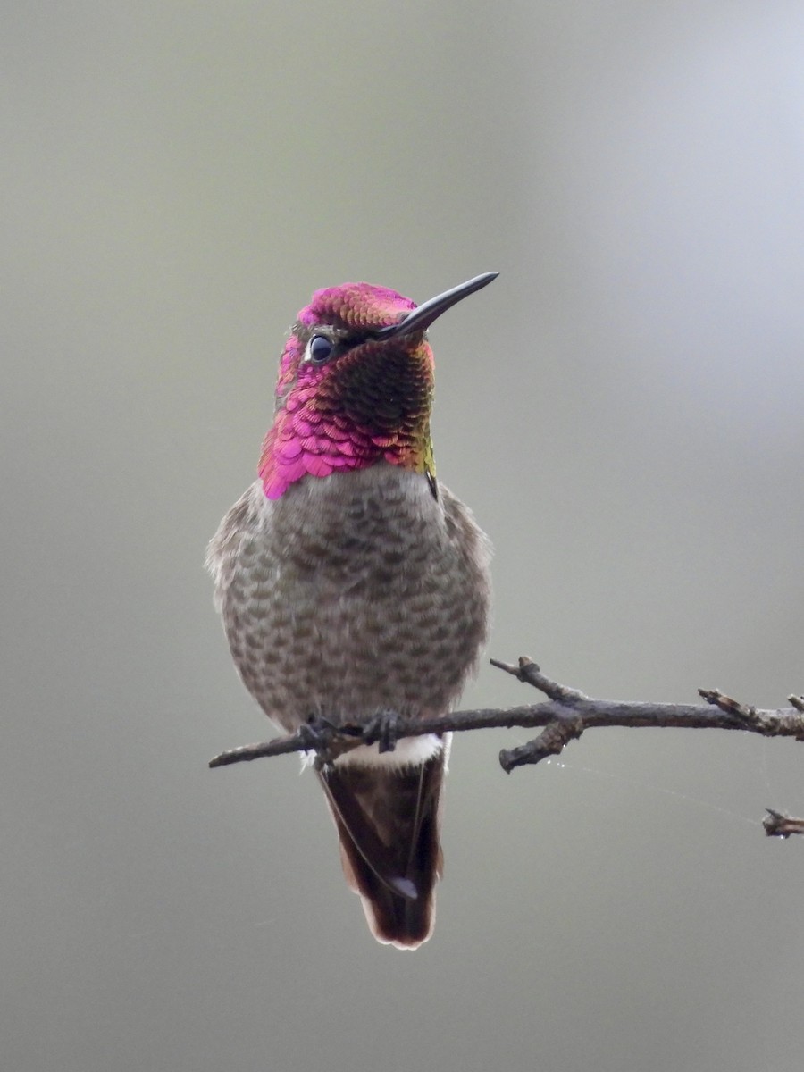Colibrí de Anna - ML647016889