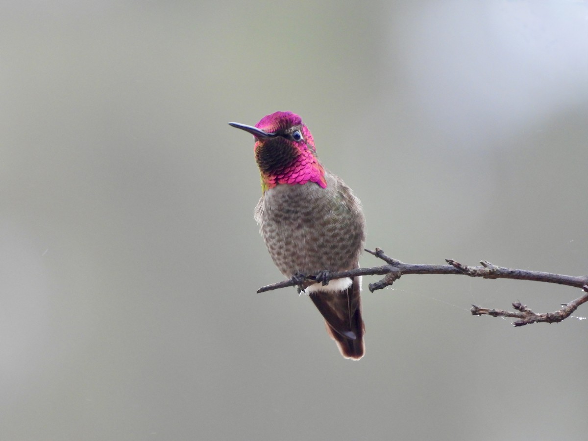 Colibrí de Anna - ML647016890