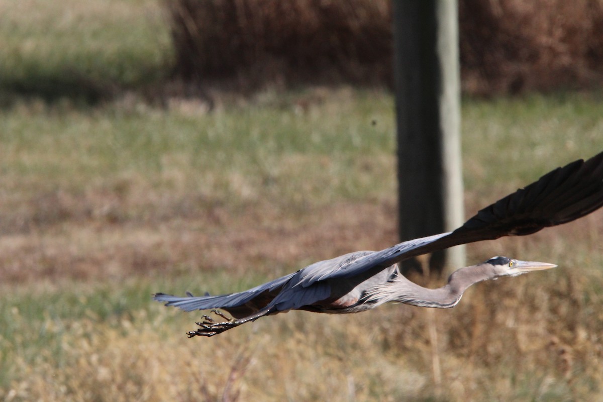 Great Blue Heron - ML647016891
