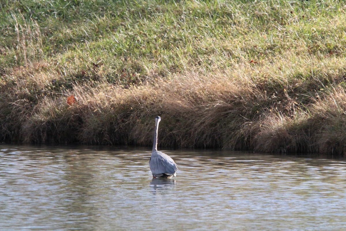 Great Blue Heron - ML647016892