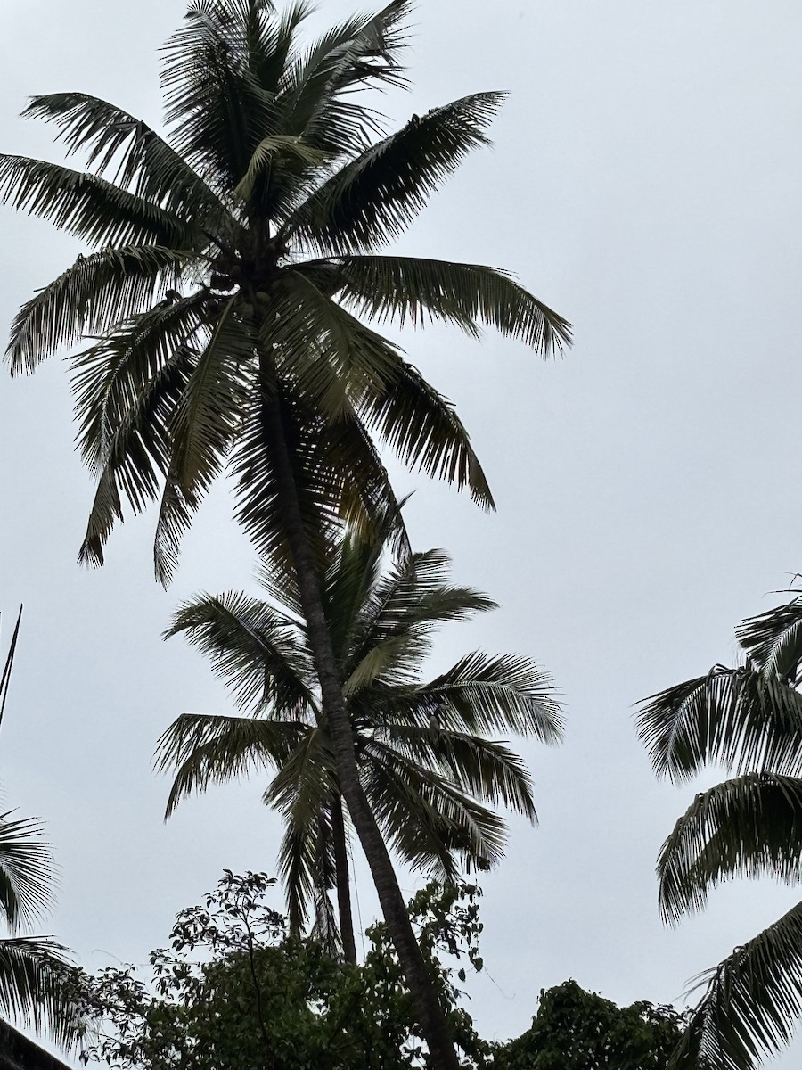 Cálao Coronado - ML647016899