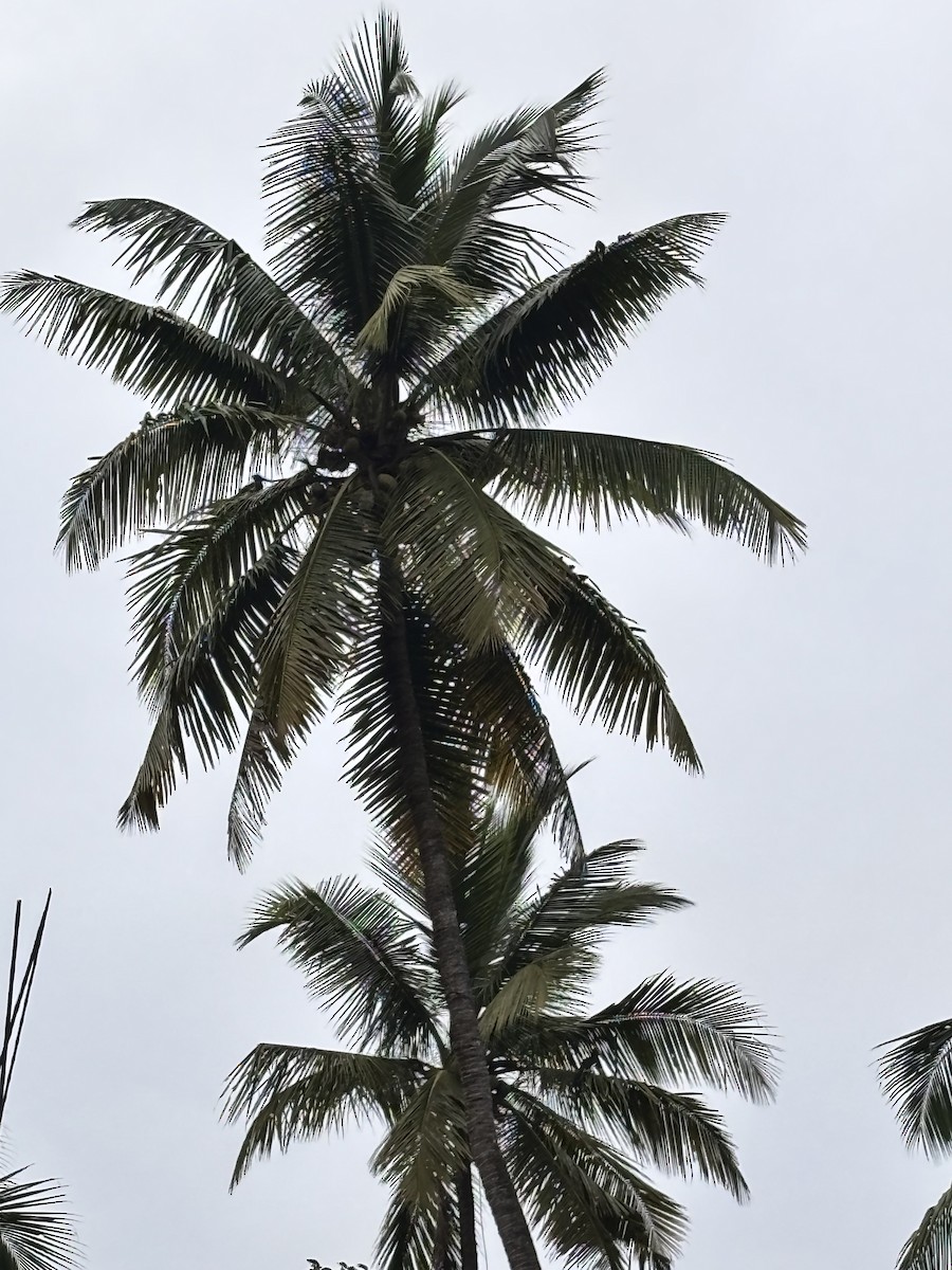 Cálao Coronado - ML647016900