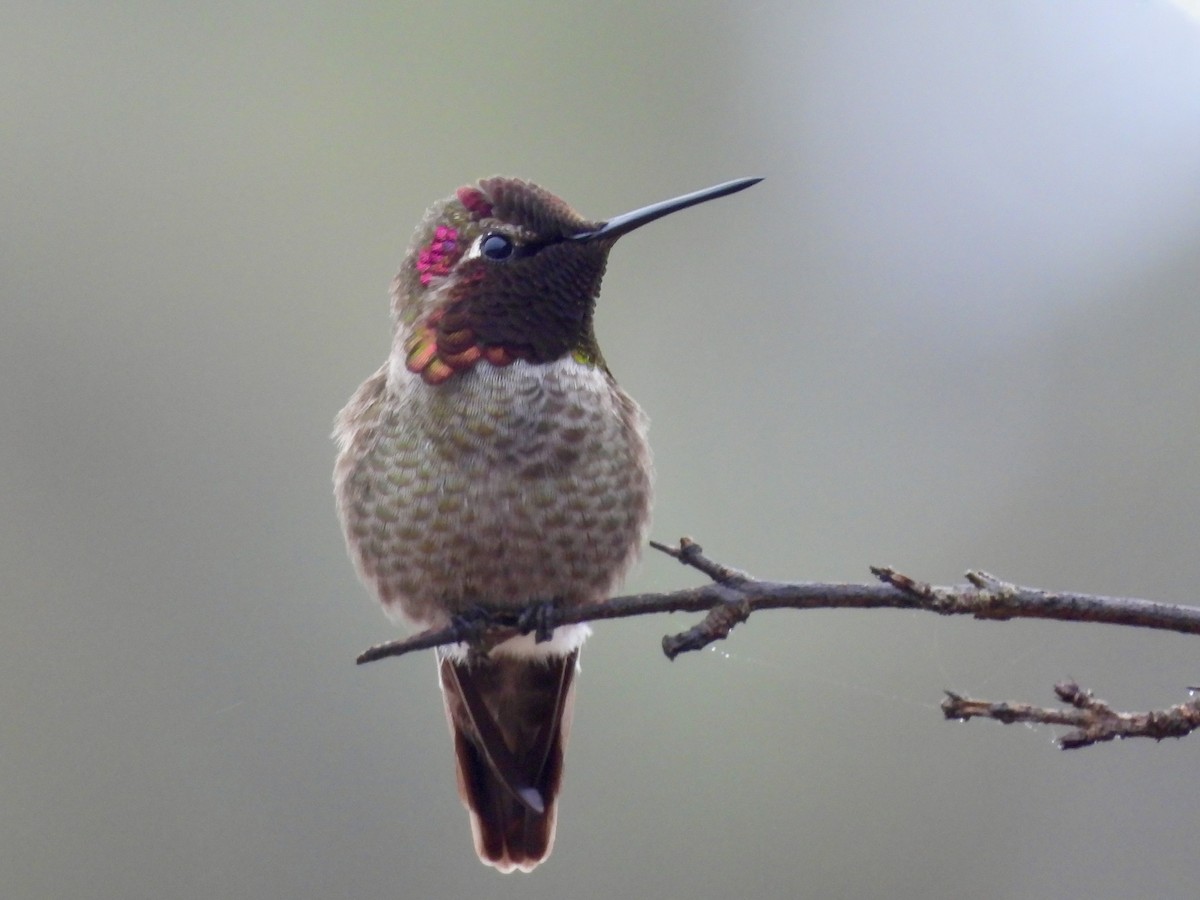Colibrí de Anna - ML647016901