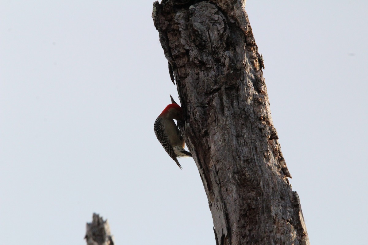 Red-bellied Woodpecker - ML647016902