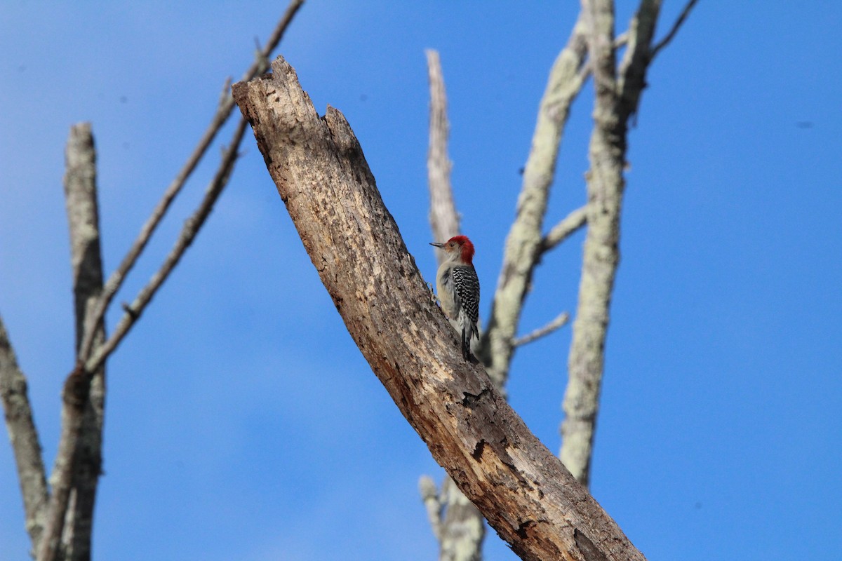 Red-bellied Woodpecker - ML647016903