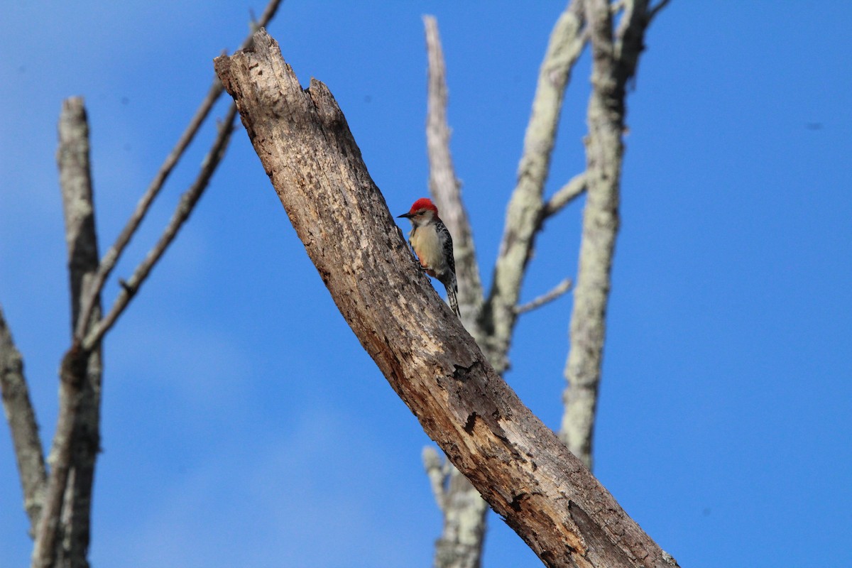 Red-bellied Woodpecker - ML647016904