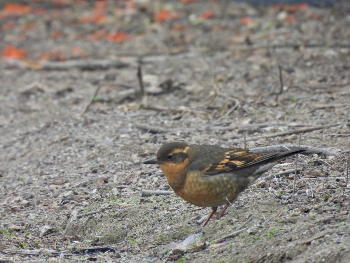 Zorzal Pinto - ML647016914