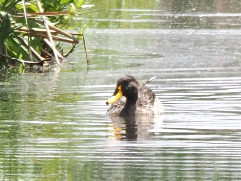 Yellow-billed Duck - ML647016916
