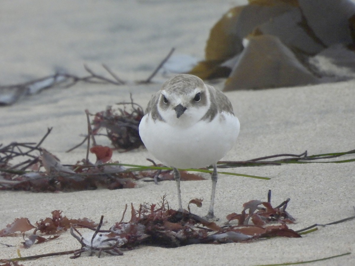 Chorlitejo Nivoso - ML647016937