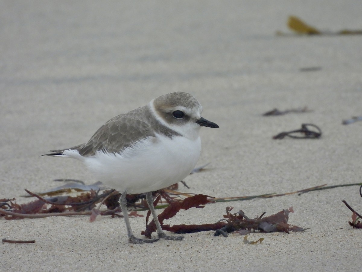 Chorlitejo Nivoso - ML647016939