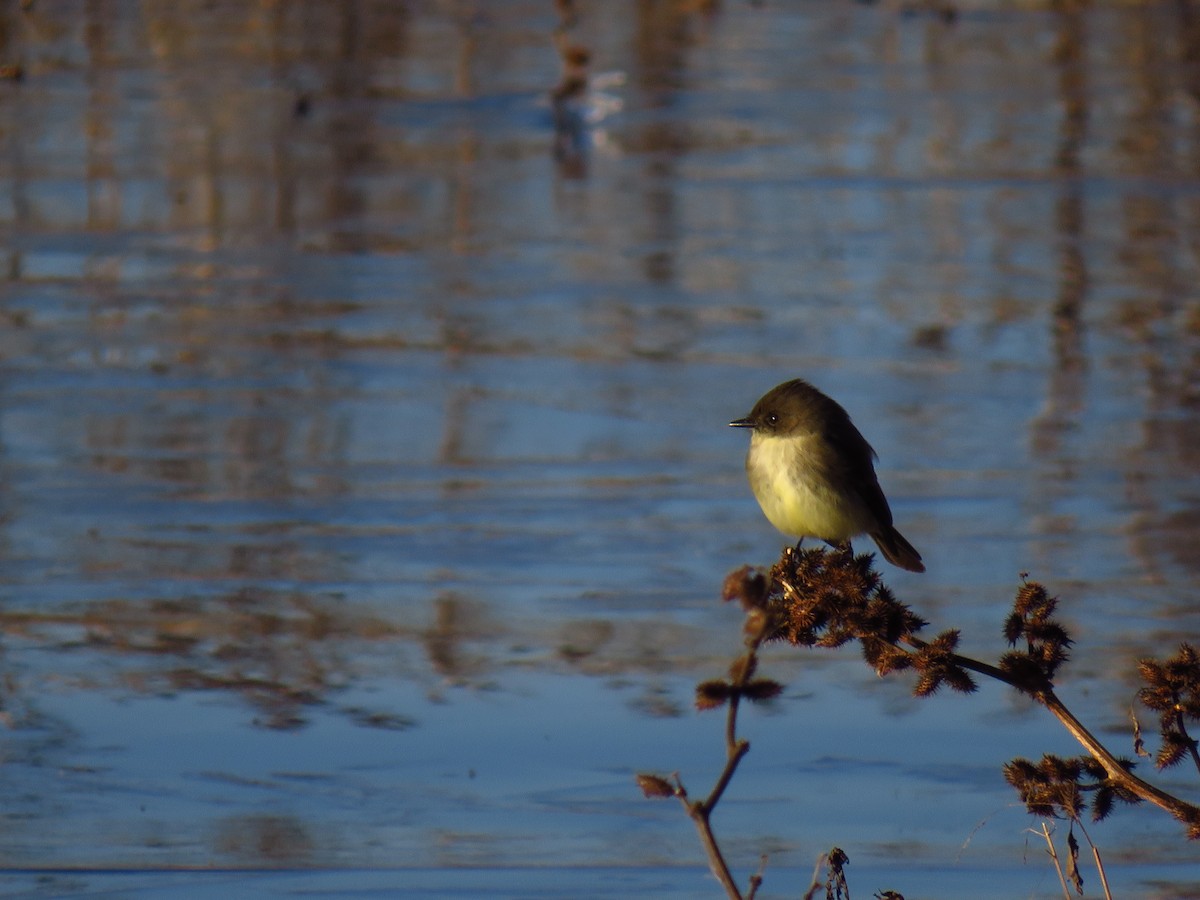 Mosquero Fibí - ML647016942