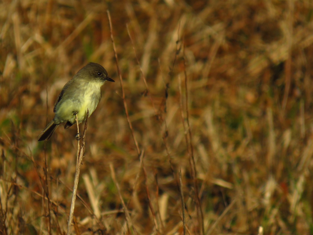 Mosquero Fibí - ML647016943