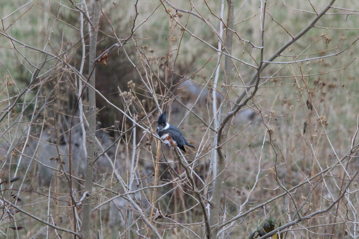 Belted Kingfisher - ML647016948
