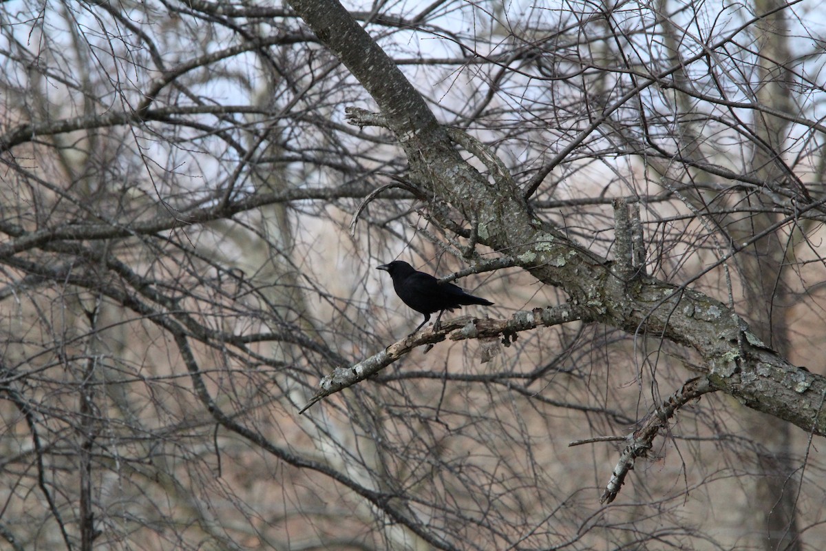 American Crow - ML647016952