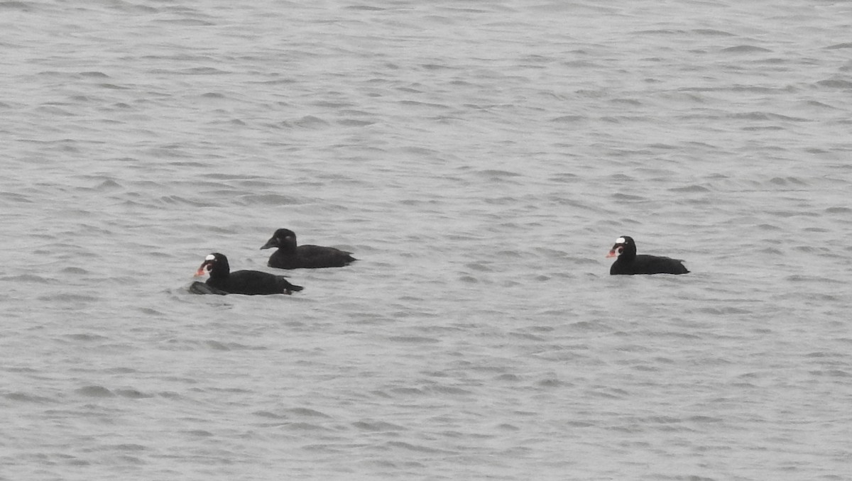 Yamalı Ördek - ML647016954