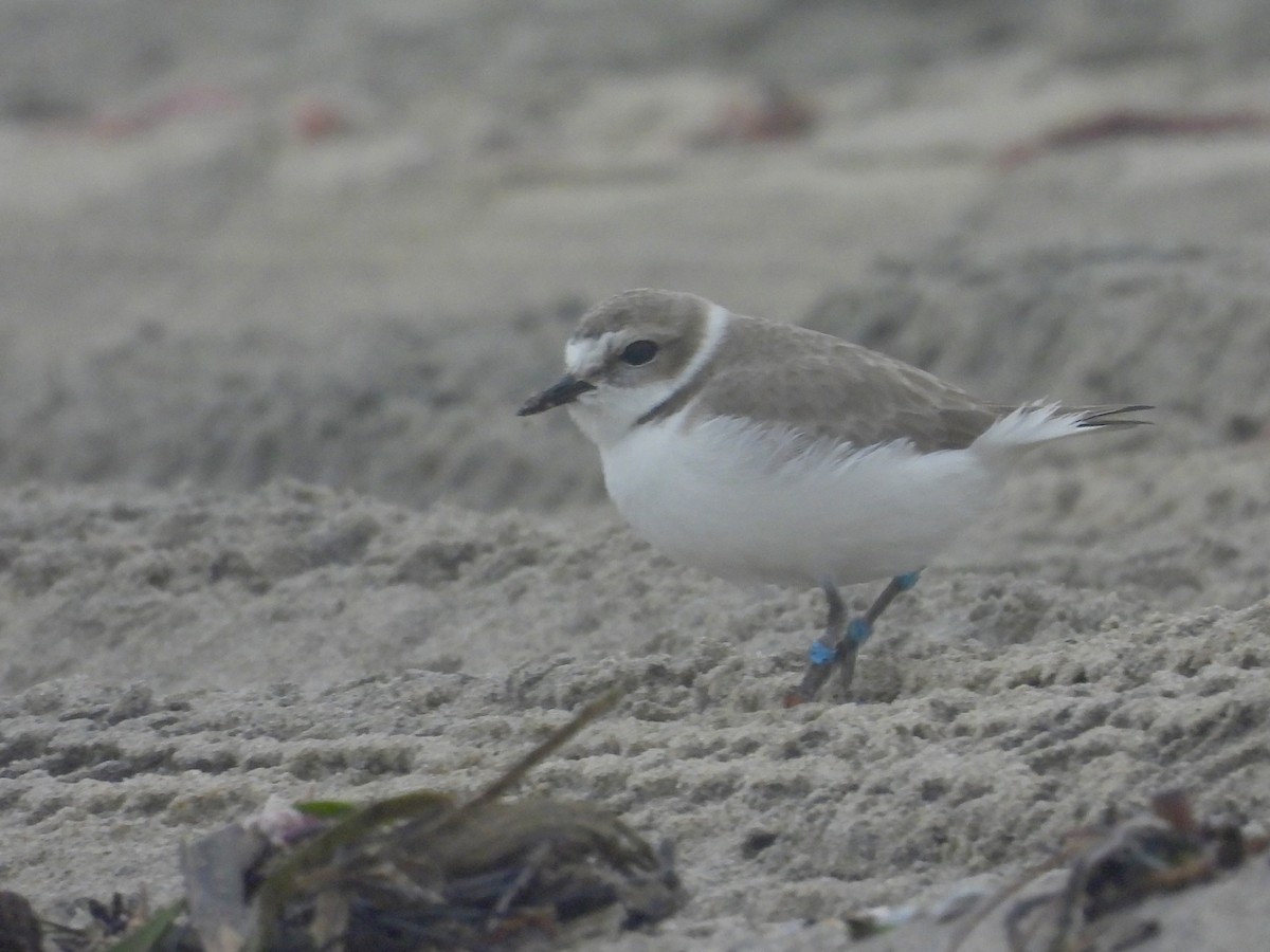 Chorlitejo Nivoso - ML647016958