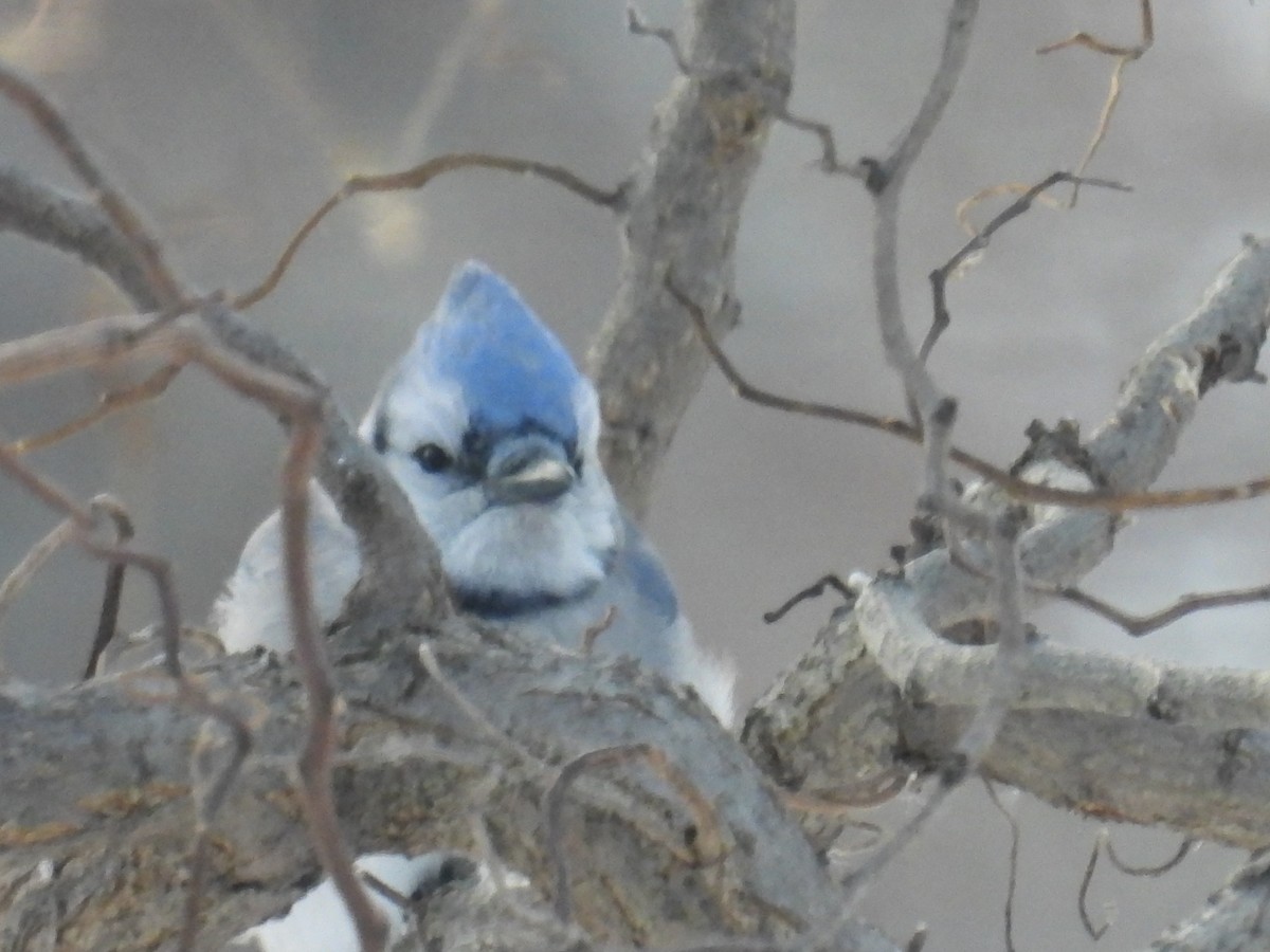 Blue Jay - ML647016960