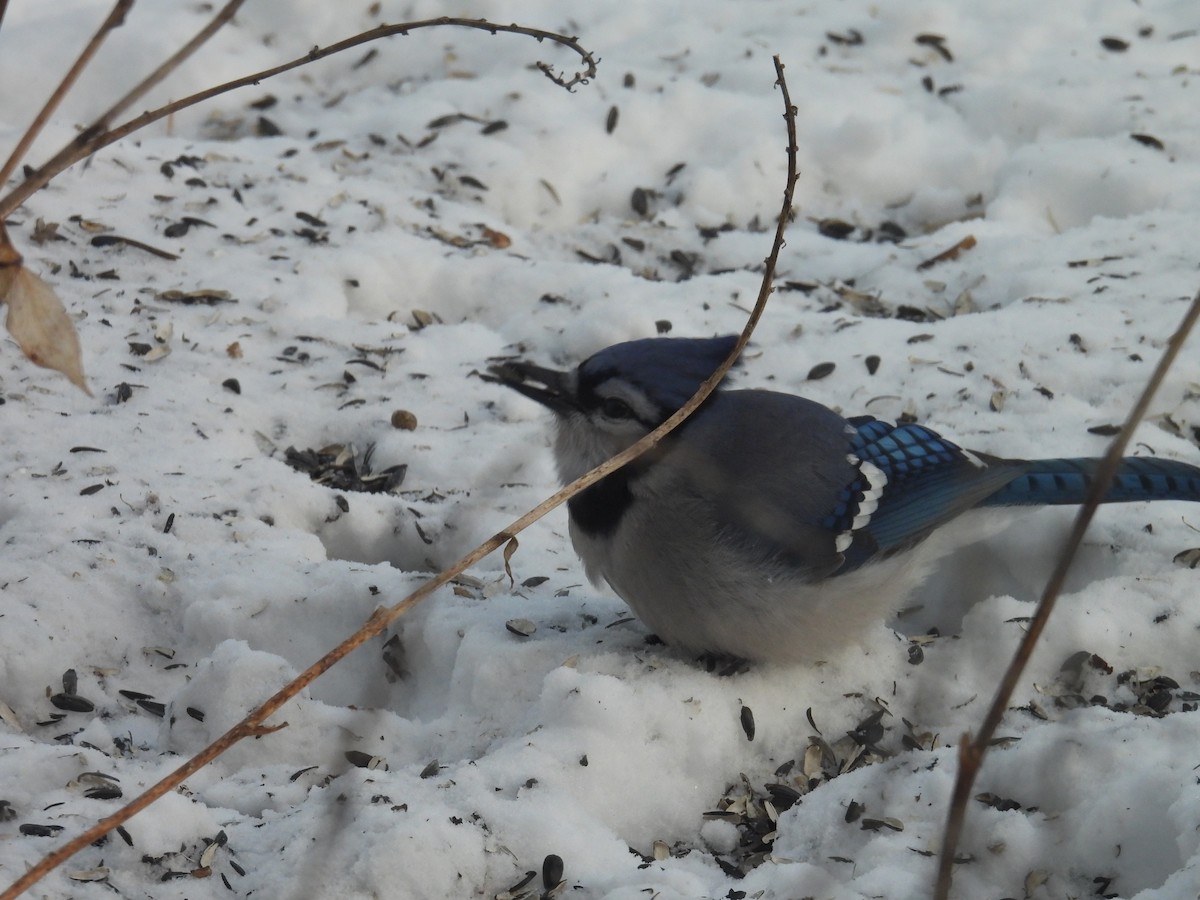 Blue Jay - ML647016961