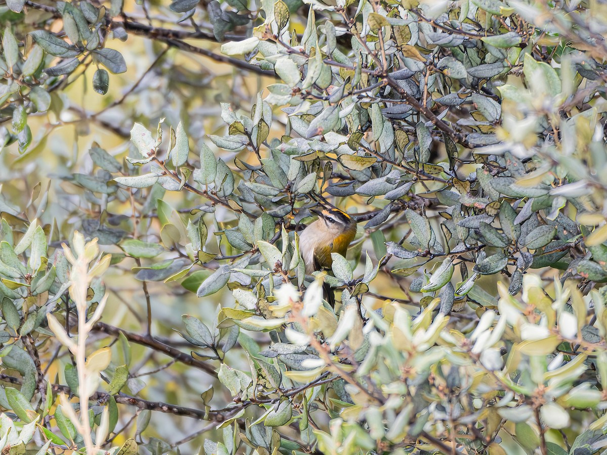 Common Firecrest - ML647016971