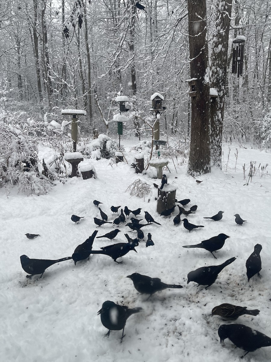 Quiscale bronzé - ML647016973