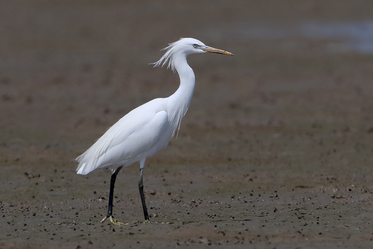 Swinhoe Ak Balıkçılı - ML647016975