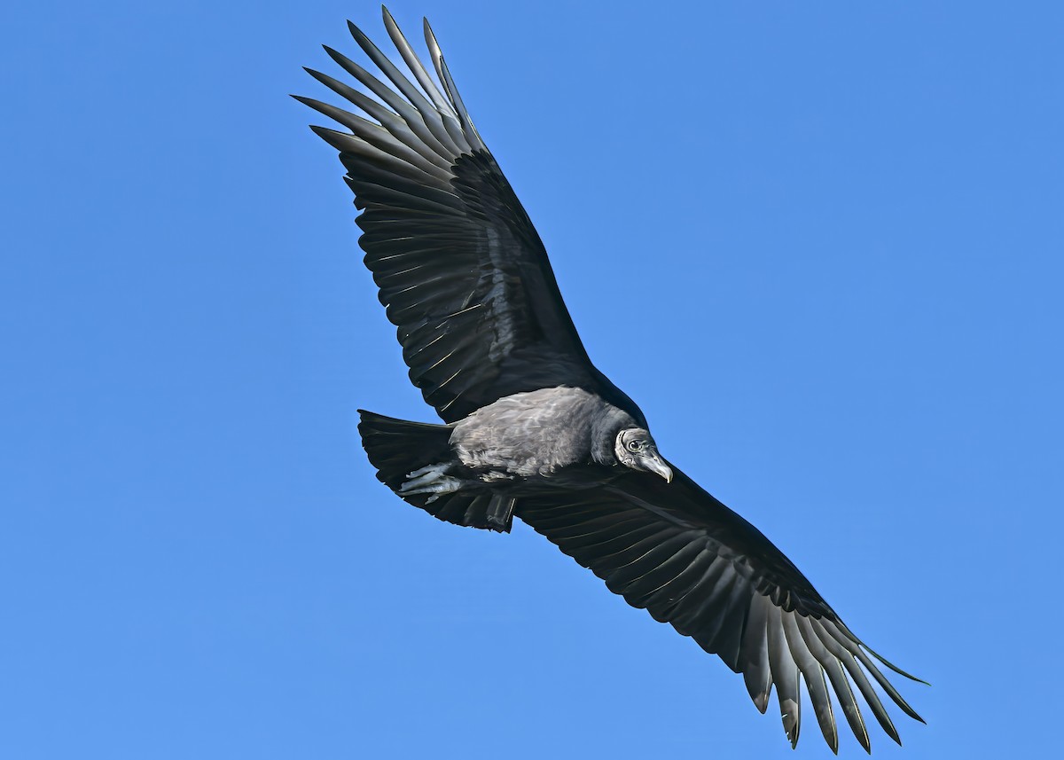 Чёрная катарта - ML647017000