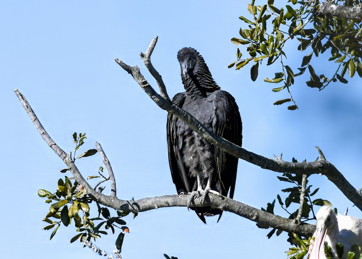 Чёрная катарта - ML647017001