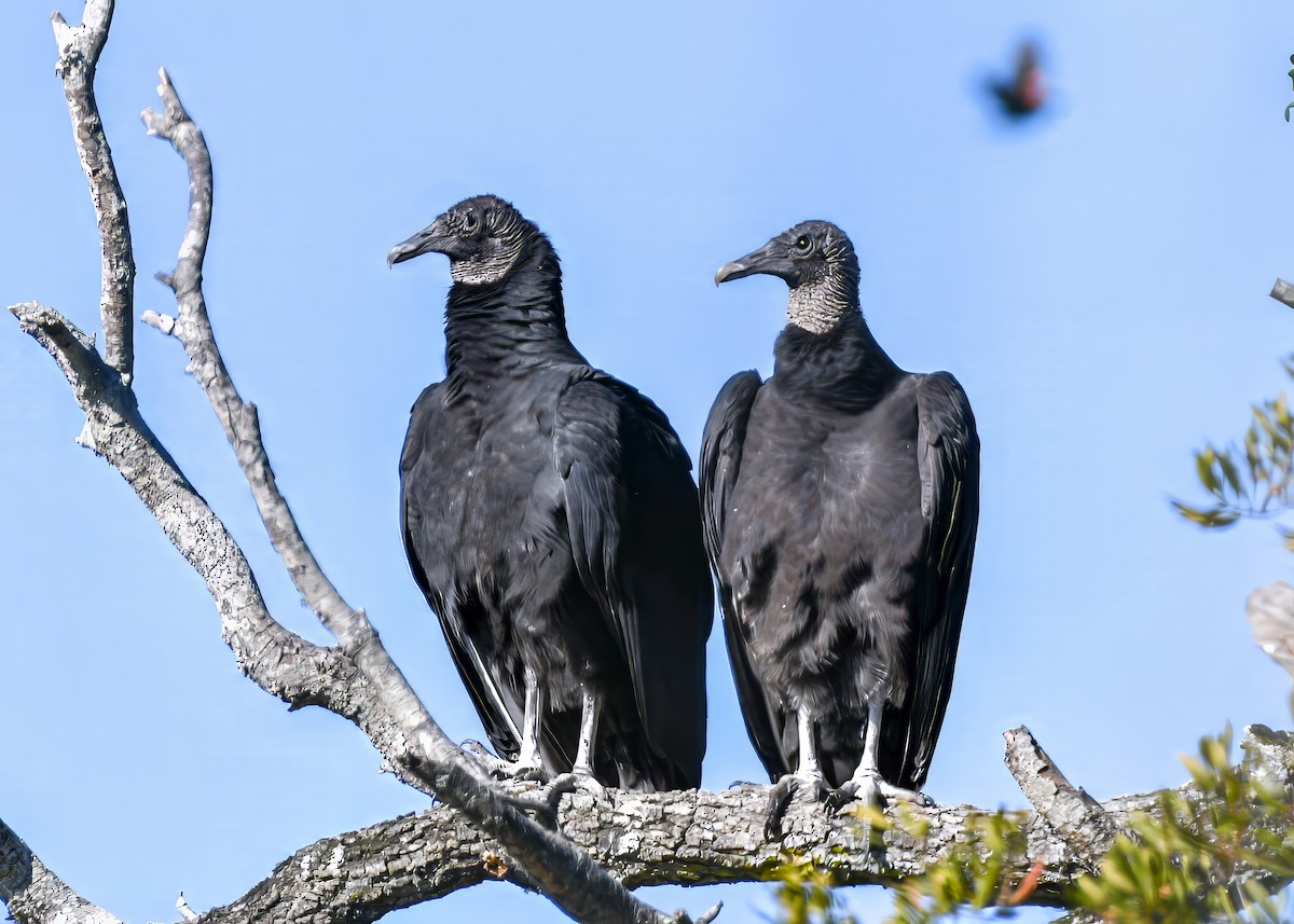 Чёрная катарта - ML647017002