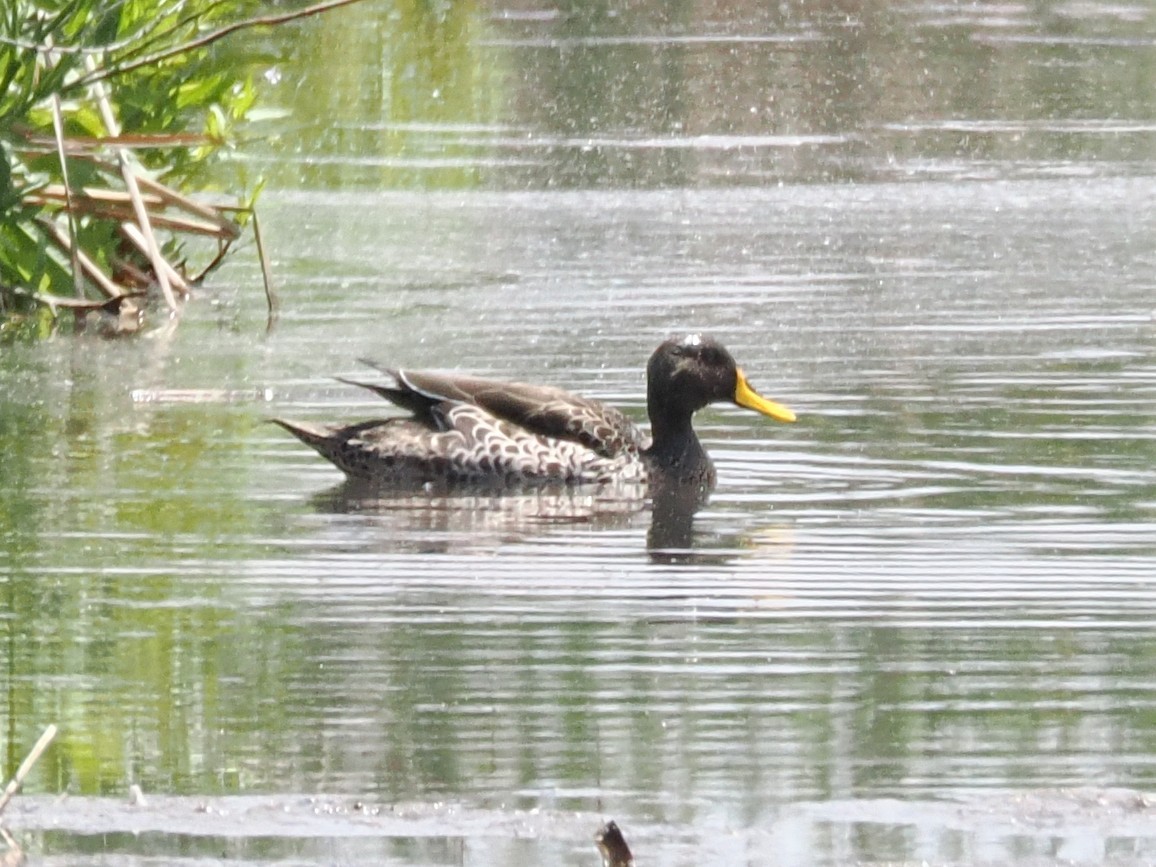 Yellow-billed Duck - ML647017009