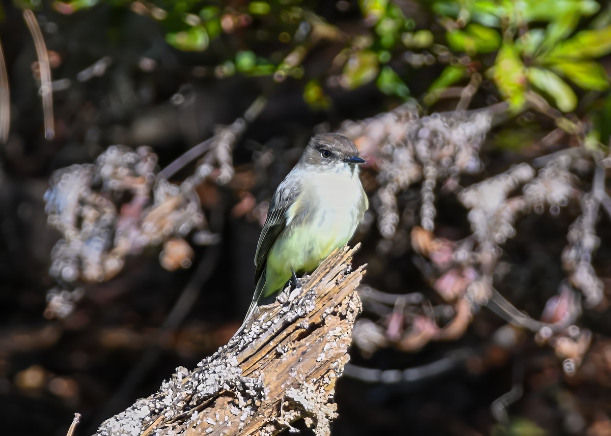 Mosquero Fibí - ML647017012