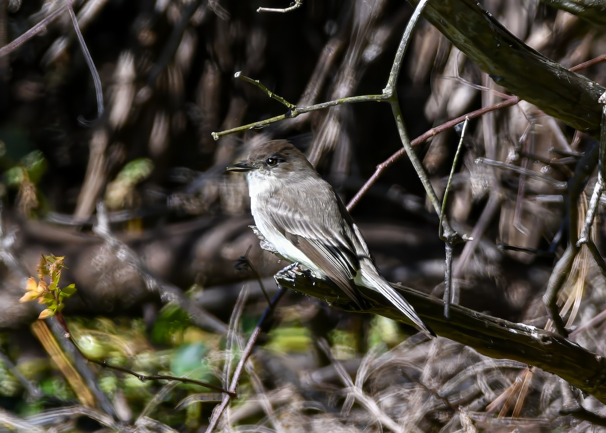 Mosquero Fibí - ML647017013