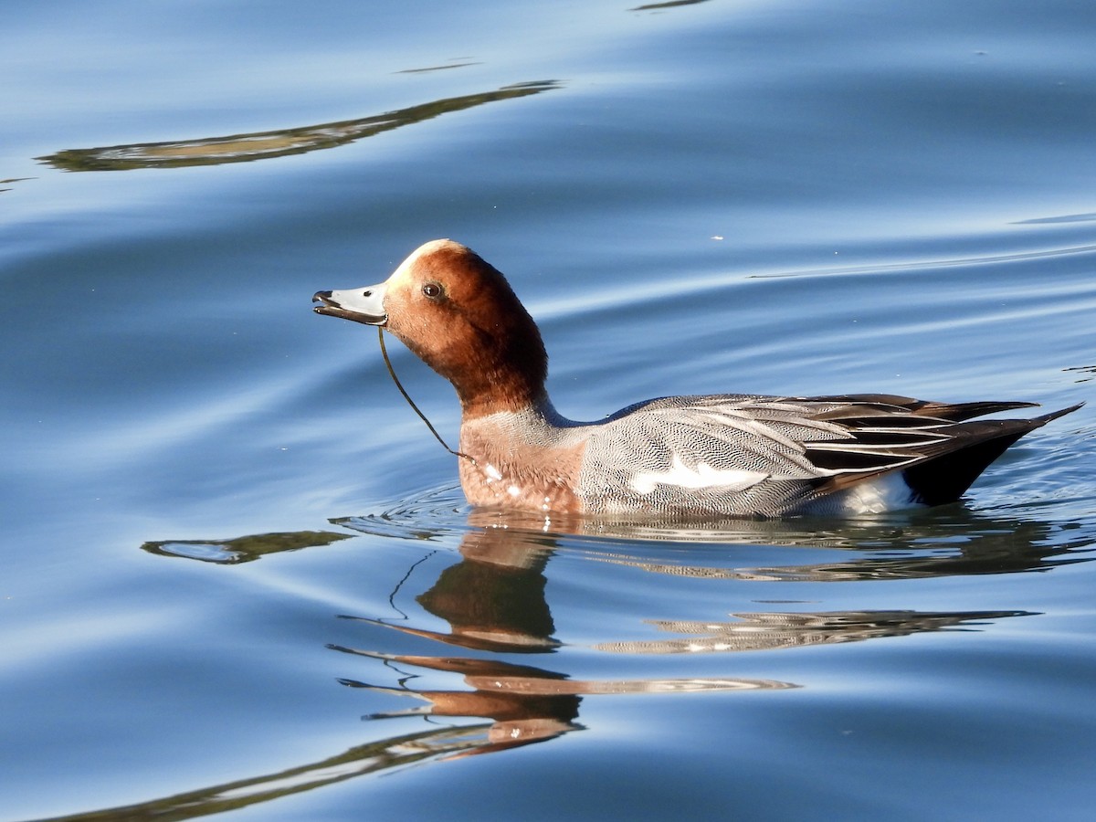 Silbón Europeo - ML647017027