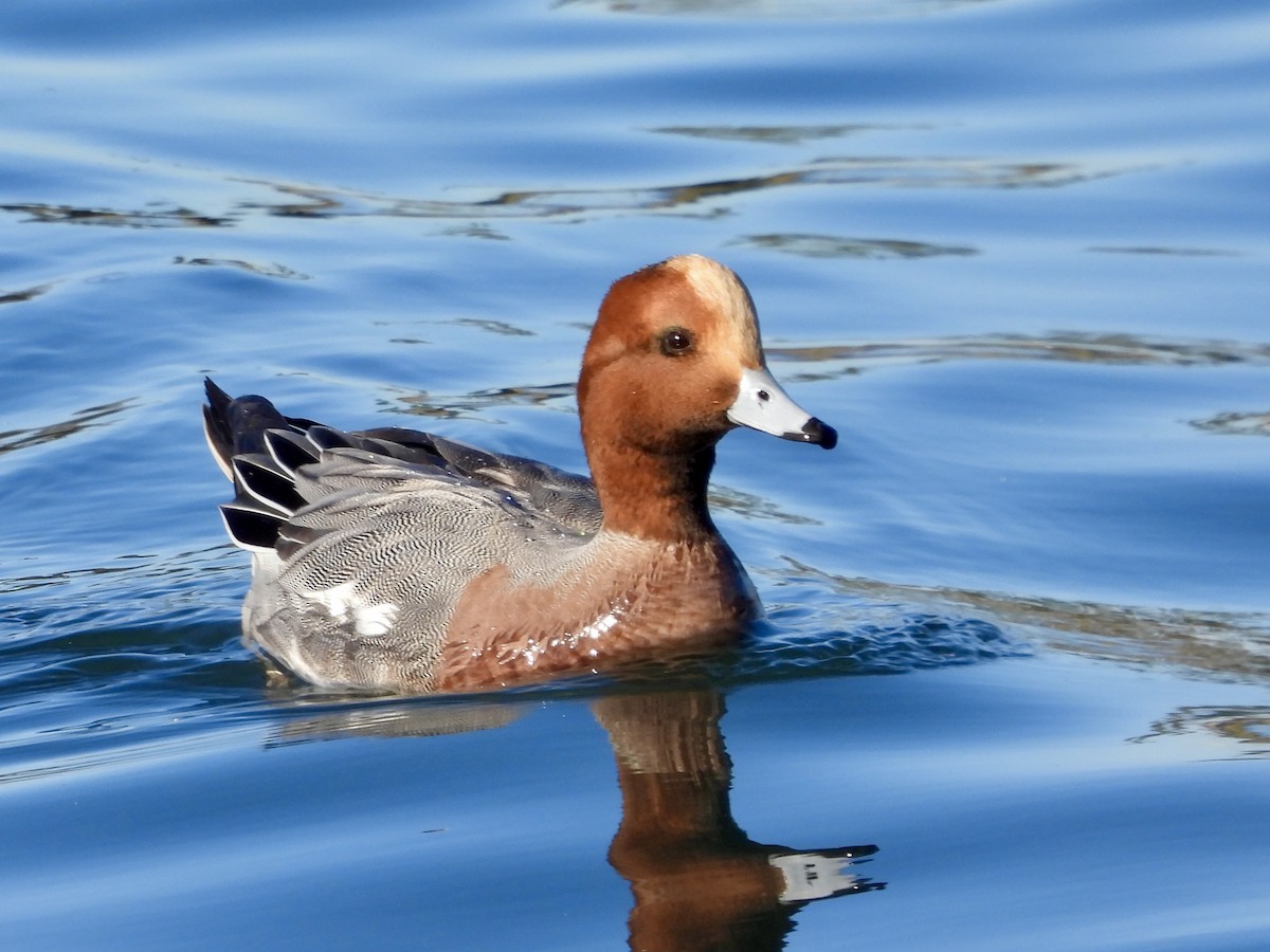 Silbón Europeo - ML647017028