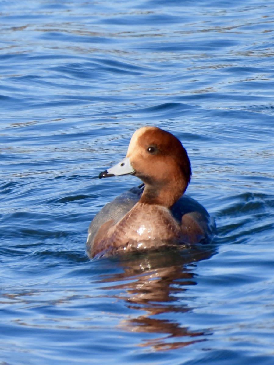 Silbón Europeo - ML647017029