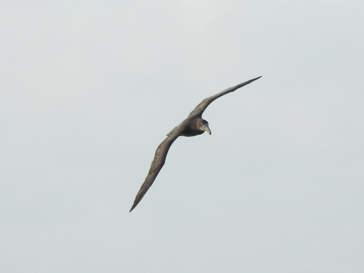 Southern Giant-Petrel - ML647017031