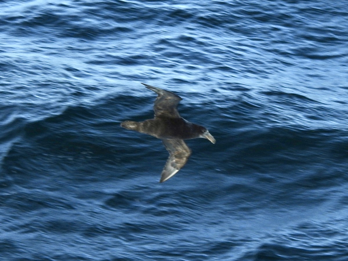 Southern Giant-Petrel - ML647017032