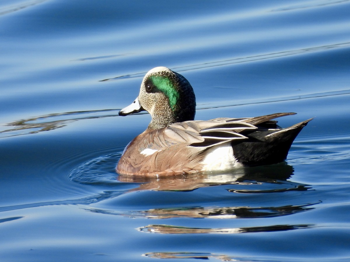 Silbón Americano - ML647017033