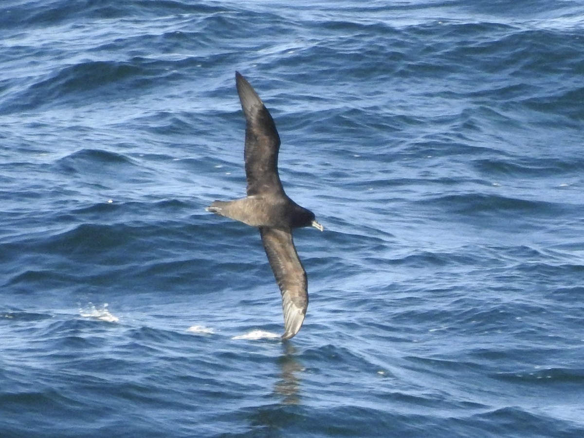 Beyaz Gıdılı Yelkovan - ML647017039