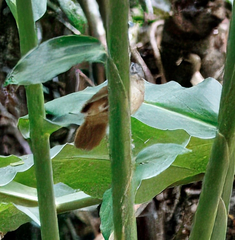 Brown Tit-Babbler - ML647017056